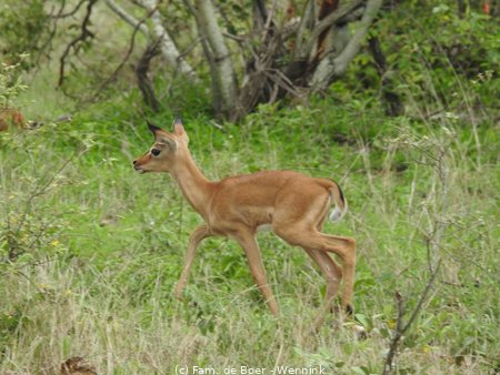 191122_134043-25 Baby Impala.JPG